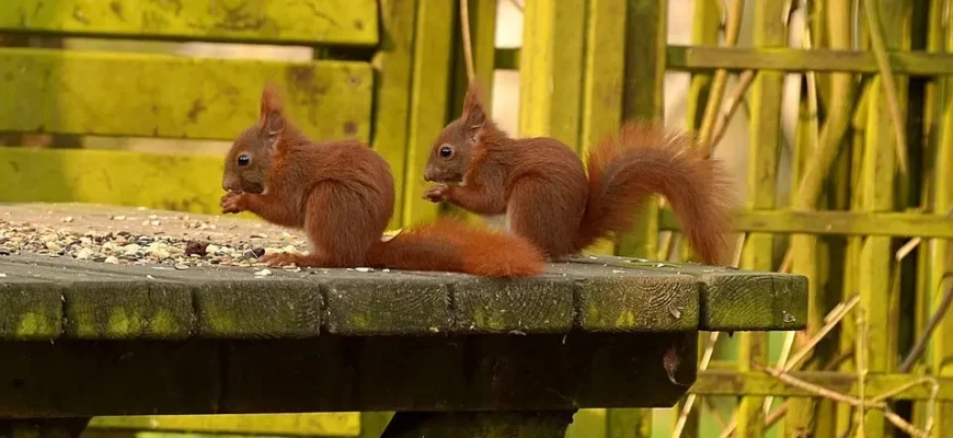 Чого категорично не можна давати білкам: небезпечні продукти для гризунів