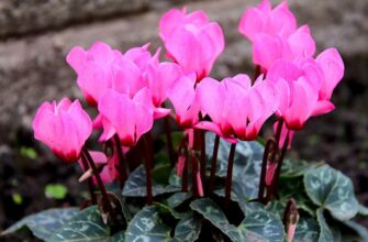 Чи можливе літнє пересаджування цикламенів: поради та рекомендації