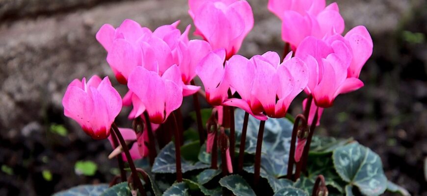 Чи можливе літнє пересаджування цикламенів: поради та рекомендації