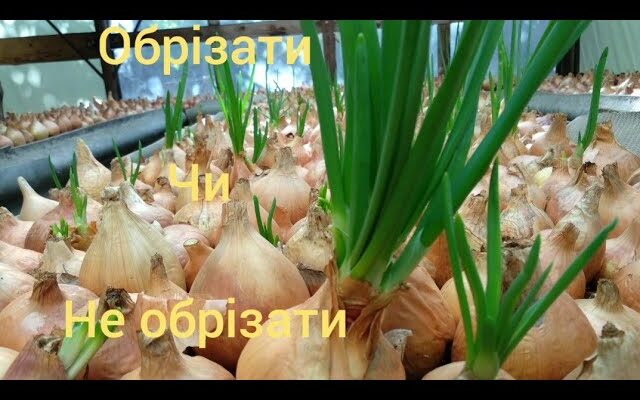 Чи варто обрізати верхівку у цибулі сіянки: рекомендації та поради