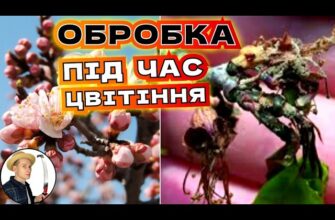 Чи варто обприскувати абрикос під час цвітіння: Поради експертів