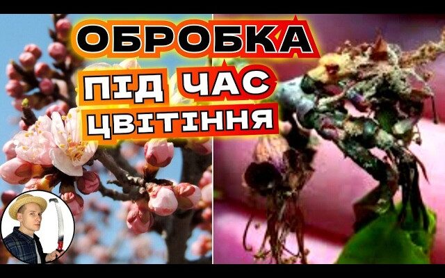 Чи варто обприскувати абрикос під час цвітіння: Поради експертів