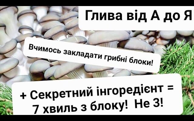 Як правильно отримати грибні блоки: покрокова інструкція для новачків Як правильно отримати грибні блоки: покрокова інструкція для новачків