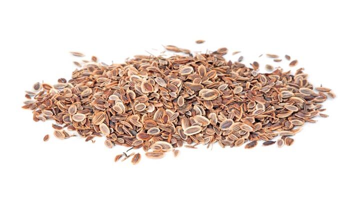 Покрокова інструкція: як правильно підготувати насіння кропу