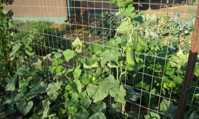 Ідеальні добрива для ґрунту під огірки в теплиці: що обрати?