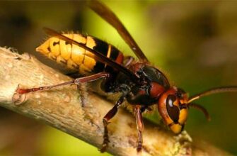 Що чекає на вас після укусу велетенського шершня: наслідки та дії