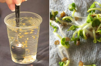 Перевірка схожості насіння трави: покрокова інструкція для початківців