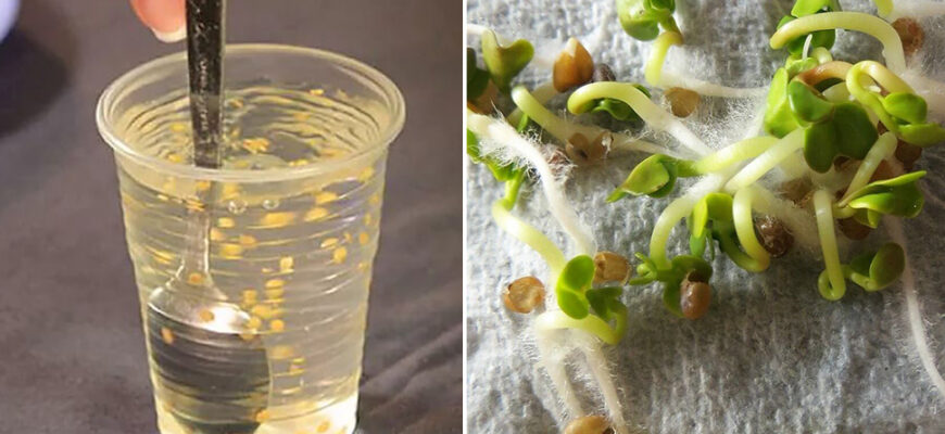 Перевірка схожості насіння трави: покрокова інструкція для початківців