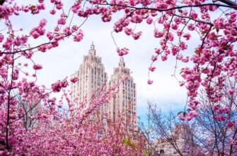 Де в Україні можна побачити квітучу сакуру: найкращі місця для відвідування