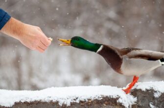 Чи можна годувати качок сирими вівсяними пластівцями: експертна думка