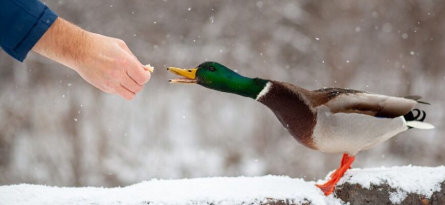 Чи можна годувати качок сирими вівсяними пластівцями: експертна думка