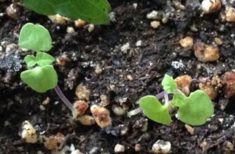 Коли правильно садити розсаду сальвії у відкритий ґрунт: поради та час