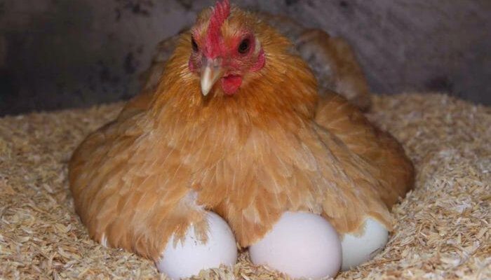 Скільки днів Квочка висиджує яйця: важливі поради для птахівництва