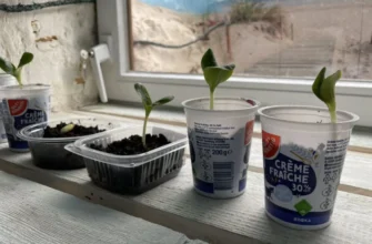 Вирощування розсади у вермикуліті: можливості, переваги й недоліки