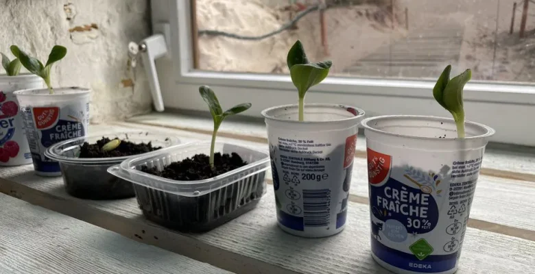 Вирощування розсади у вермикуліті: можливості, переваги й недоліки