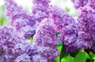 Як прискорити цвітіння бузку: ефективні методи та поради