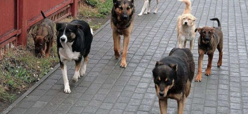 Куди звертатися для вилову бездомних собак: поради та рекомендації