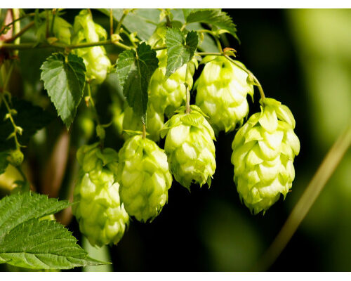 Ефективні методи та засоби для знищення хмелю на вашій ділянці