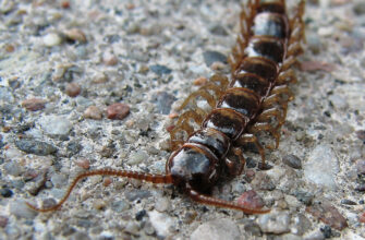 Ефективні методи для миттєвого знищення багатоніжок у вашому домі