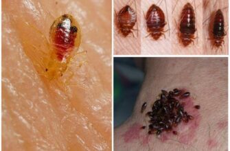 Які комахи небезпечні для людей: детальний огляд кусаючих видів