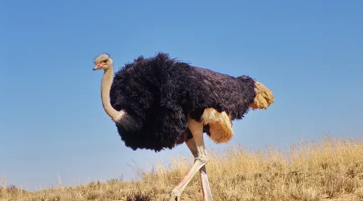 Де живуть нелетючі птахи: середовища існування цих незвичних створінь
