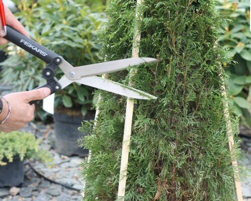 Коли найкраще починати стригти туї смарагд: поради та рекомендації