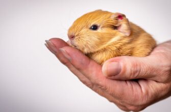 Вибір екзотичної тварини для квартири: які види підійдуть вам?