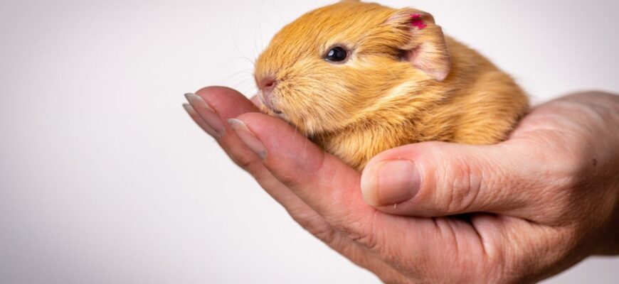 Вибір екзотичної тварини для квартири: які види підійдуть вам?