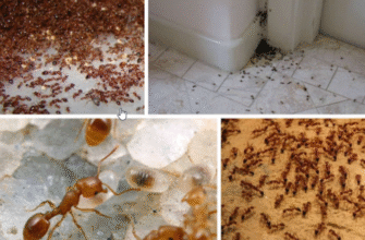 Схованки мурах у квартирі: де їх знайти та як позбутися шкідників