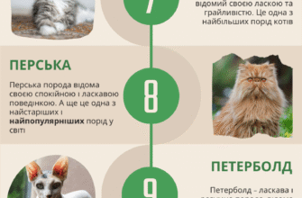 Яка найграйливіша порода кішок: топ-5 надзвичайно активних улюбленців