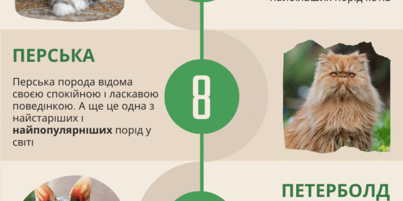 Яка найграйливіша порода кішок: топ-5 надзвичайно активних улюбленців