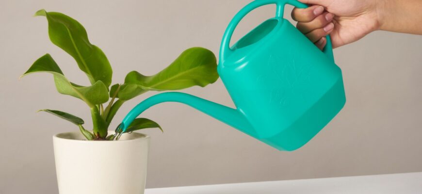 Полив кімнатних квітів селітрою: ефективні поради та рекомендації