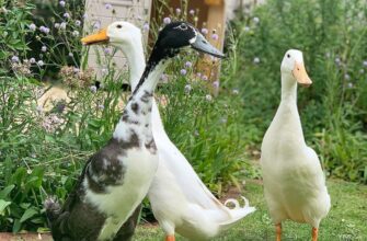 Скільки часу годувати качок до забою: поради для оптимальних результатів