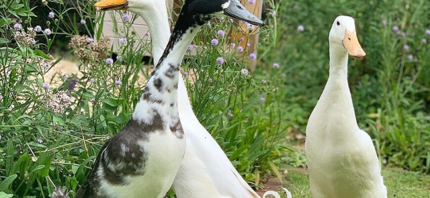Скільки часу годувати качок до забою: поради для оптимальних результатів