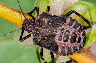 Мармуровий клоп: що його відлякує та як захистити свій дім