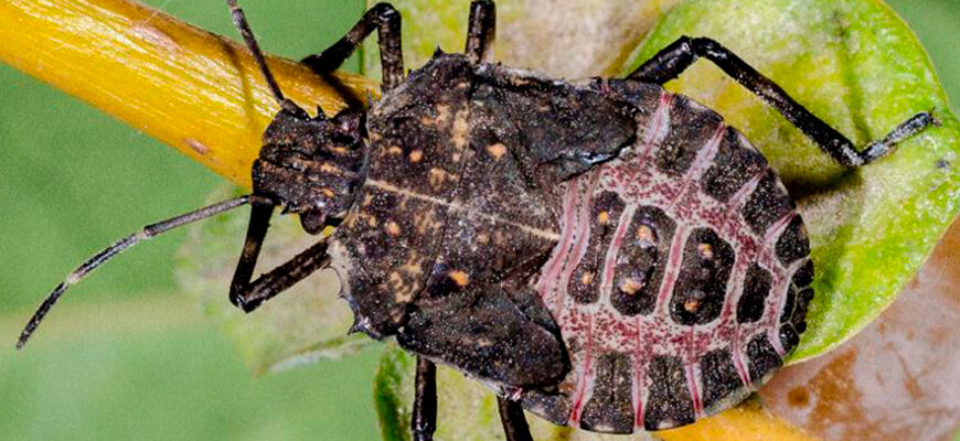 Мармуровий клоп: що його відлякує та як захистити свій дім