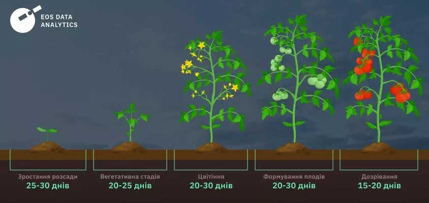 Скільки триває ріст та дозрівання плодів томата: ключові фактори