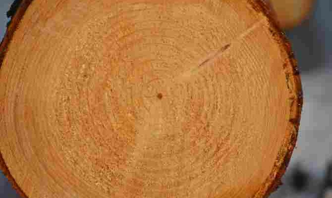 Спосіб визначення віку дерева без спилу: ефективні методи аналізу