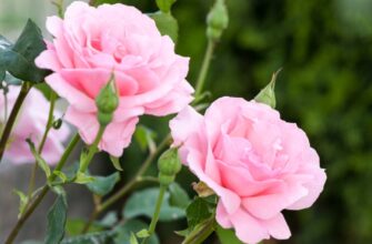 Як успішно укоренити троянду: покрокова інструкція для садівників