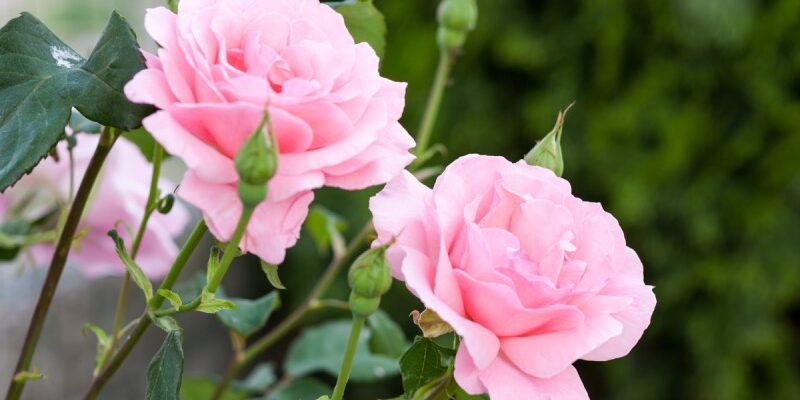 Як успішно укоренити троянду: покрокова інструкція для садівників