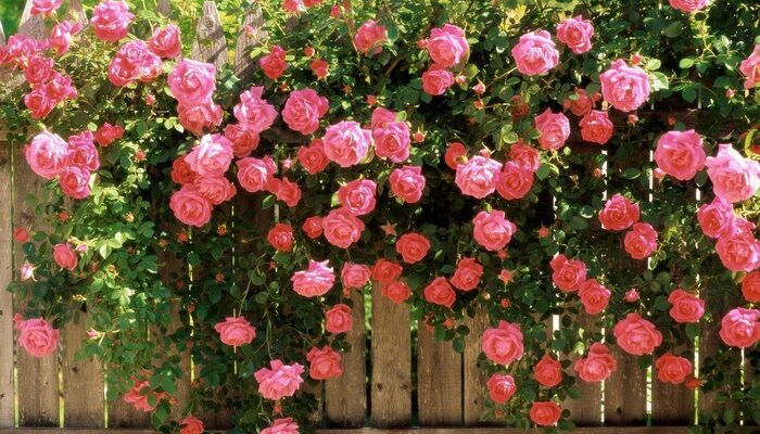 Коли садити троянди влітку: поради для успішного висаджування рослин