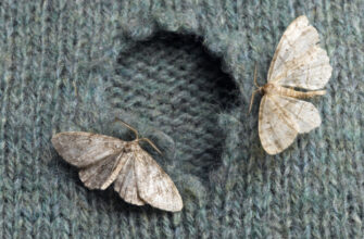 Ефективні рослини-протимільники: як боротися з міллю природно