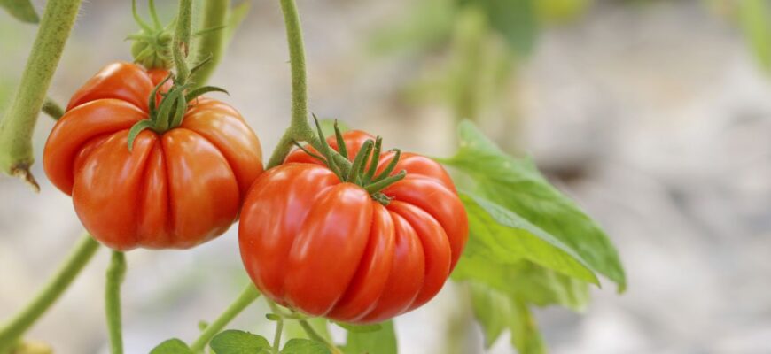 Навіщо прищипувати помідори: важливість і користь для врожаю