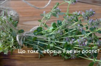 Ефекти та користь чебрецю: як впливає ця рослина на здоров’я