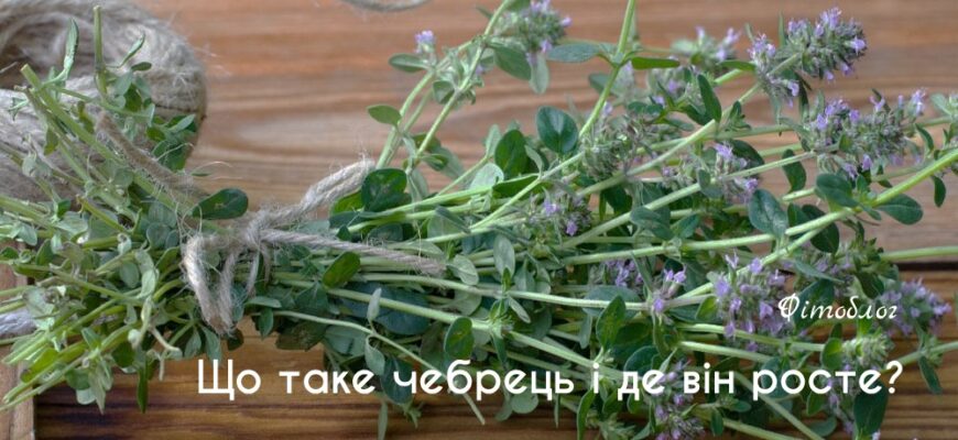 Ефекти та користь чебрецю: як впливає ця рослина на здоров’я