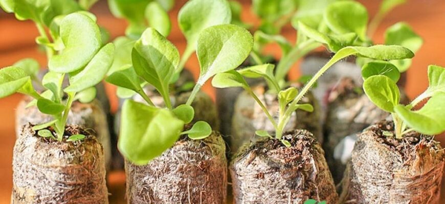 Коли та як правильно садити петунію в ґрунт для чудового цвітіння