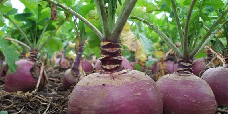 Бруква Ягода: Що Це Таке і Чому Вона Корисна для Вас?