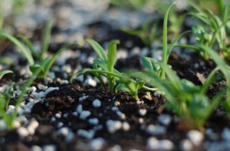 Рослини, яким підходить карбамід: оптимальне використання добрива