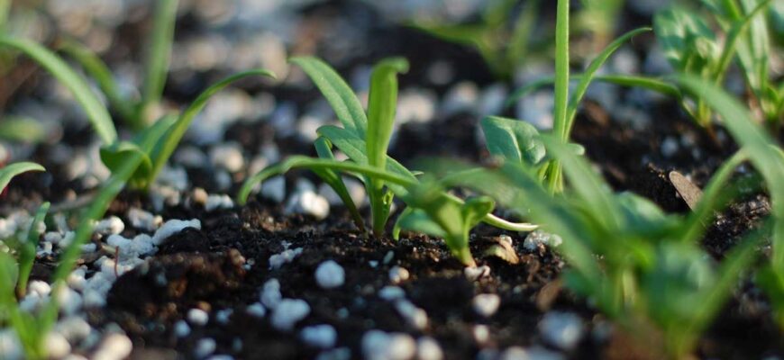 Рослини, яким підходить карбамід: оптимальне використання добрива