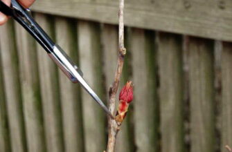 Як доглядати за деревовидною півонією після закінчення цвітіння?